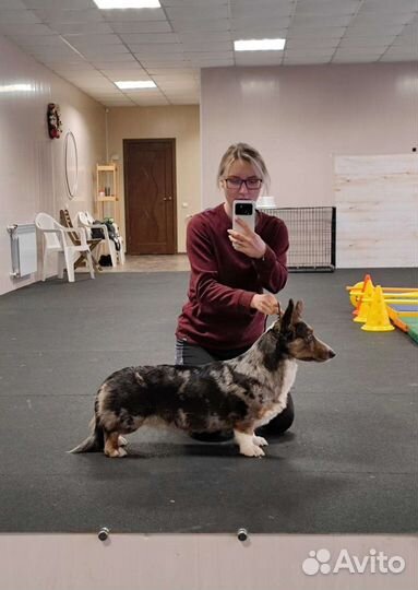 Вельш-корги