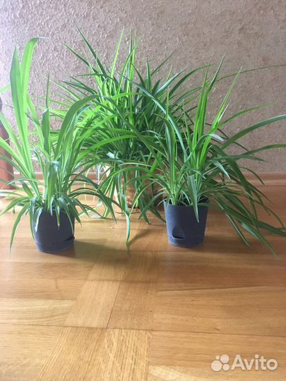 Хлорофитум