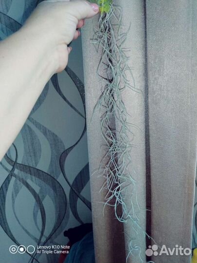 Тилландсия уснеевидная атмосферное растение