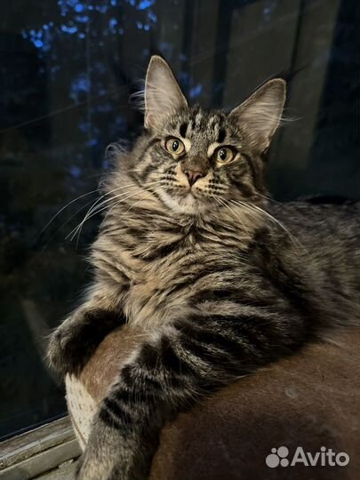 Котята мейн-кун девочка