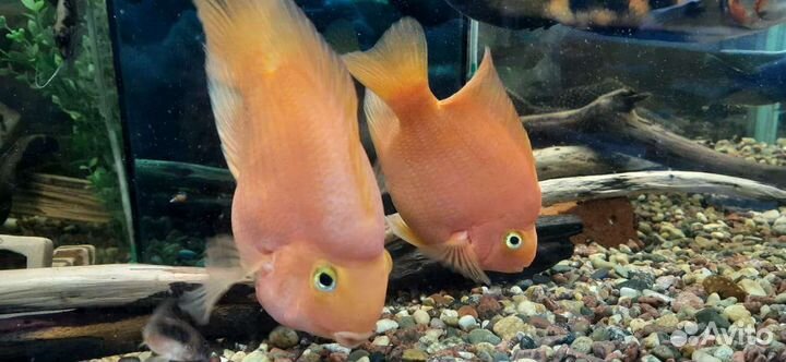 Аквариумные рыбки