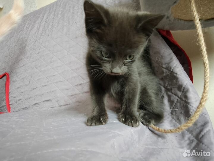 Котёнок, девочка, 1.5 мес