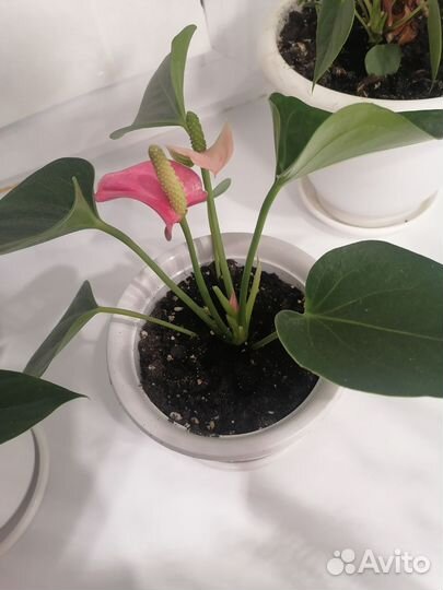 Антуриум разные сорта