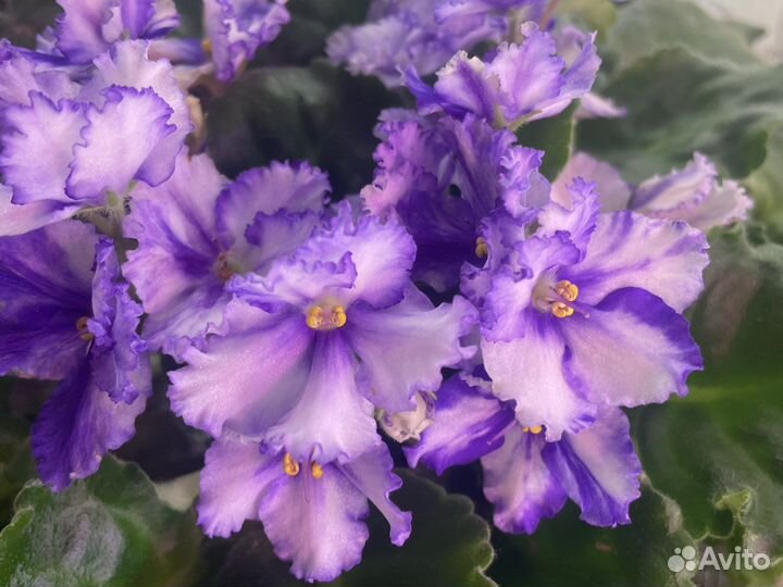 Фиалка Узамбарская (Сенполия) сортовая