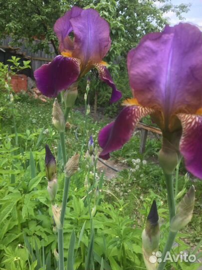 Гортензия кустовая белая, ирисы сортовые