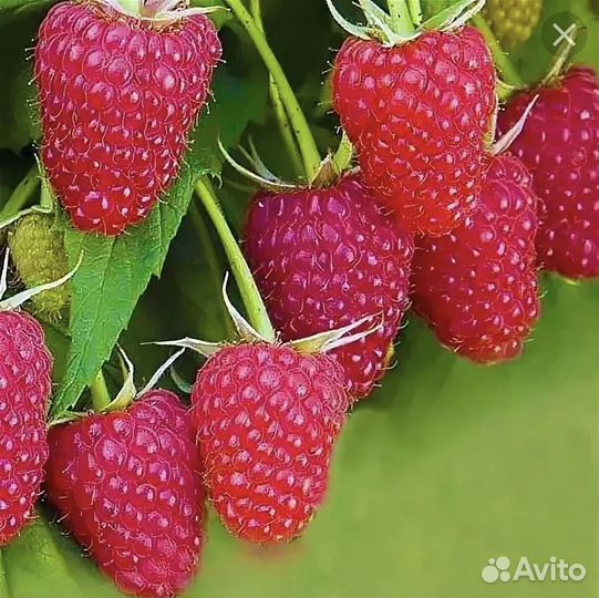 Ремонтантная малина Амира