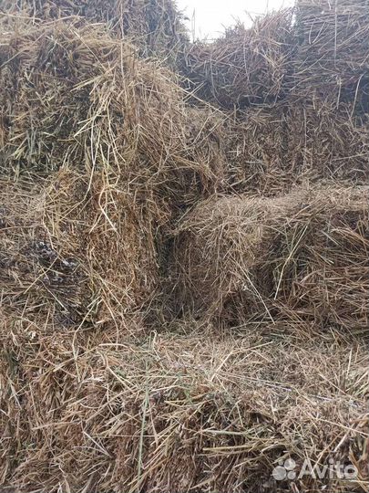 Сено люцерны, в тюках, 17-19 кг
