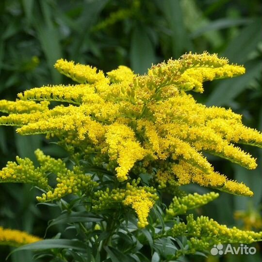 Золотарник(солидаго)