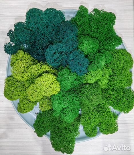 Стабилизированный мох ягель