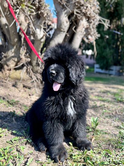 Щенки 2,5 мес