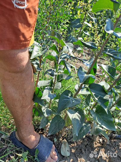 Саженцы Сирени Махровой