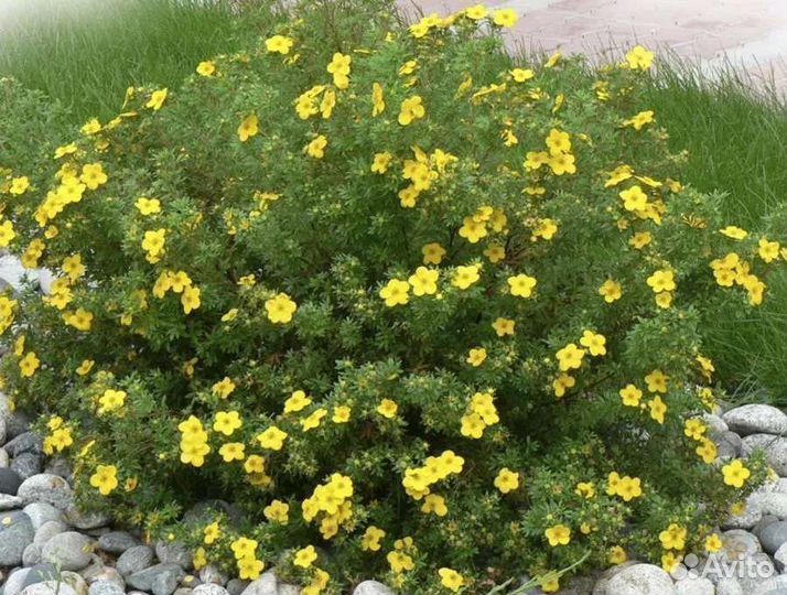 Гортензия, форзиция, астильбы, флоксы