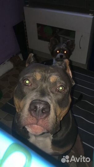 Передержка собак