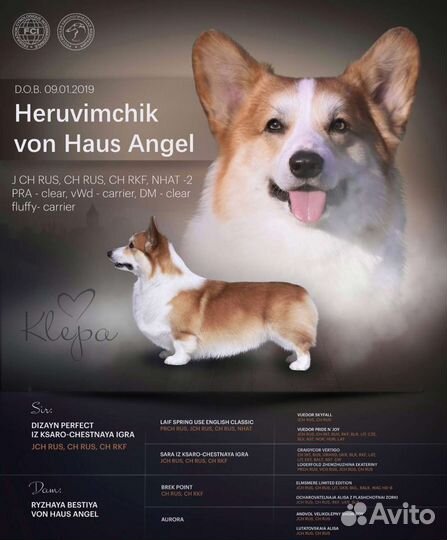 Вязка Кобель вельш-корги пемброк