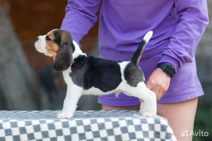 Бигль щенок