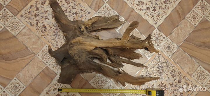 Коряга мангровая