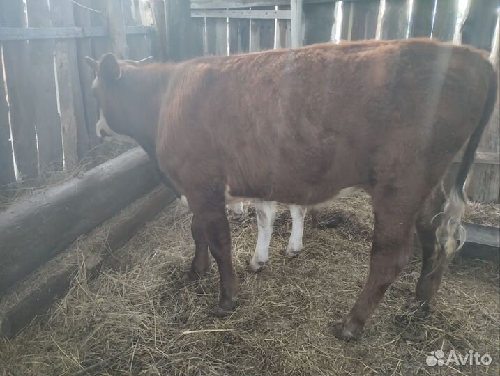 Корова с телёнком. бычок