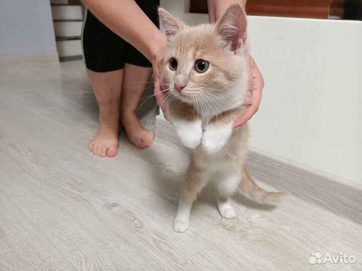 Отдам кошечку в добрые руки