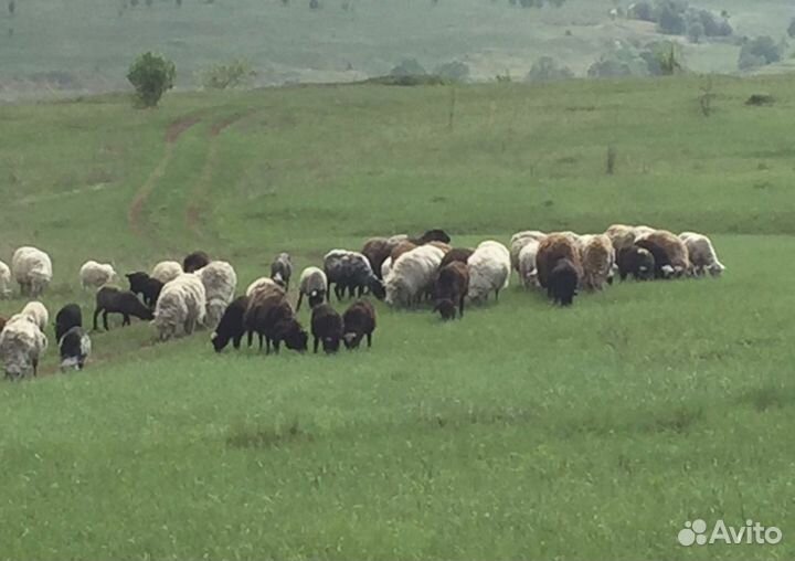 Бараны на Курбан