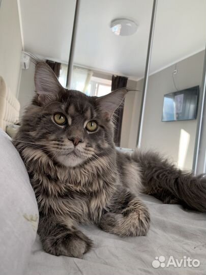 Мейн-кун вязка