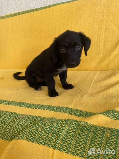 Стеша щенокот маленькой собачки