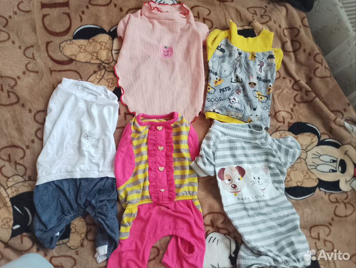 Одежда для собак мелких пород