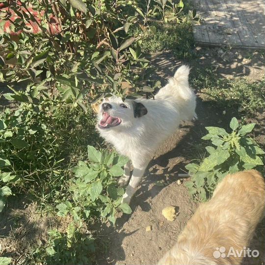 Собака Белочка ищет хорошего хозяина