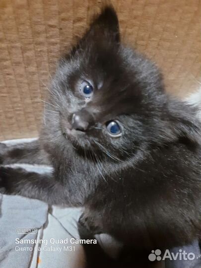 Котята девочки