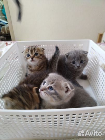 Шотландские котята