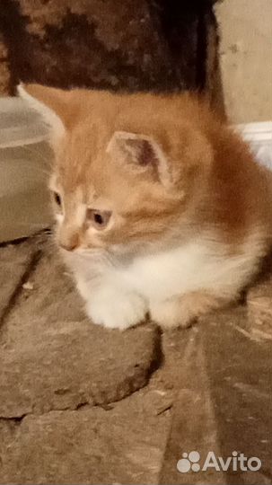 Котик в дар