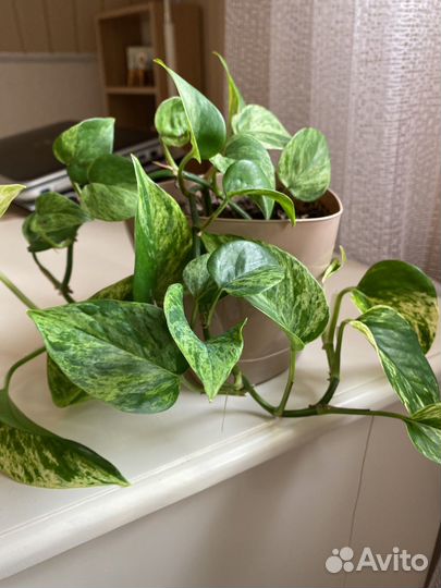 Эпипремнум