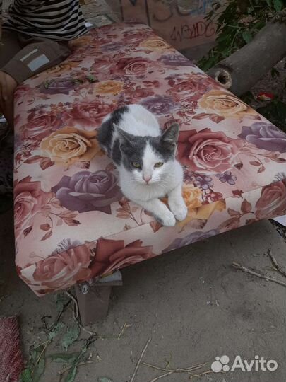 Котенок на улице в опасности