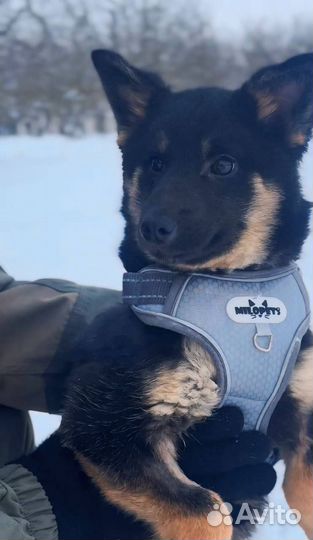 Щенок стерилизованный