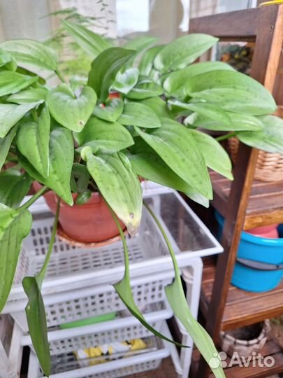 Дримиопсис