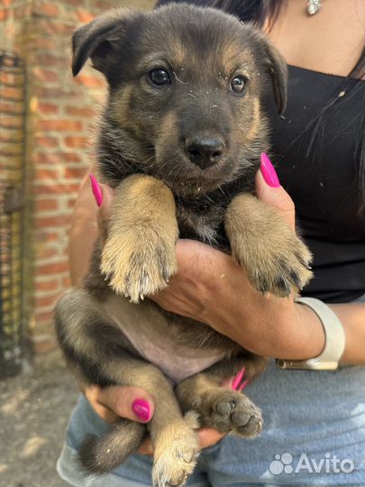 Щенки от крупной собачки бесплатно