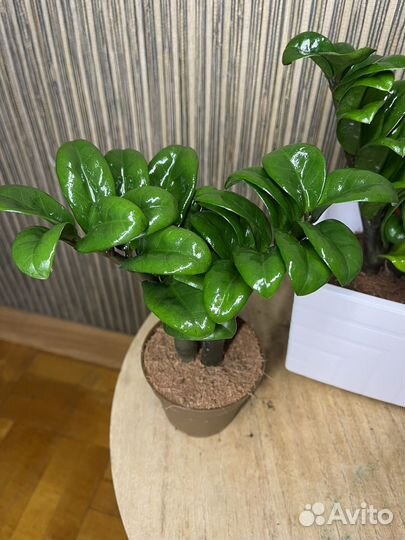 Замики зннзи жук.Замиокулькас зензи 9/20