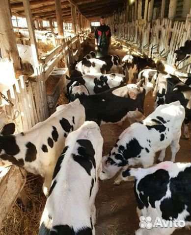 Телята для откорма