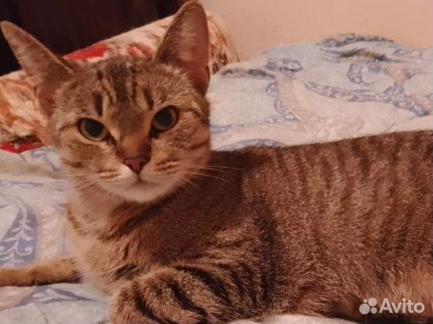 Кошечка бесплатно