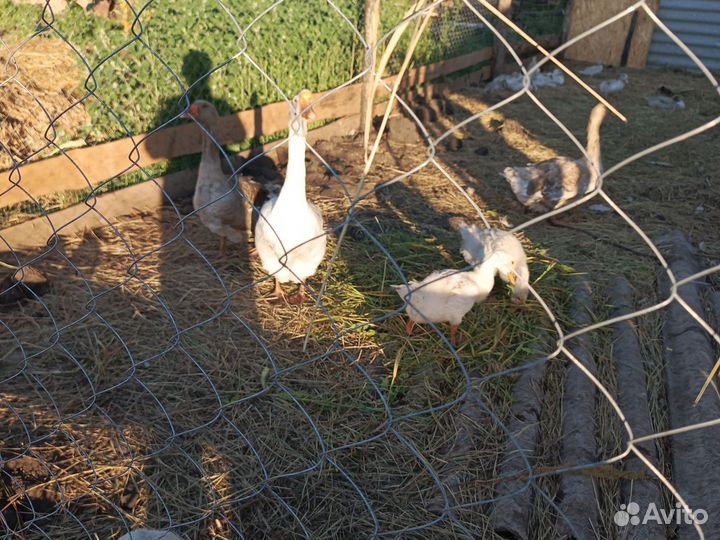 Холмогорские гуси нижегородская обл с тенекаево
