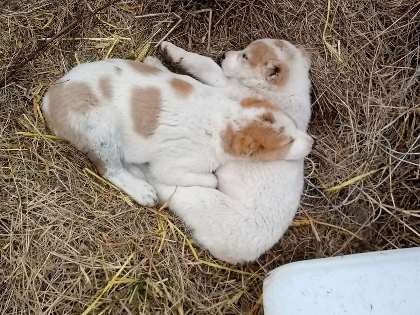 Собака алабай щенки