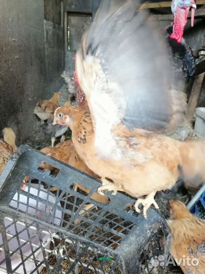 Куры цыплята