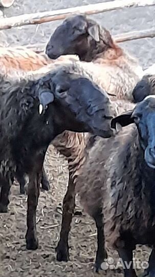 Овцы на племя