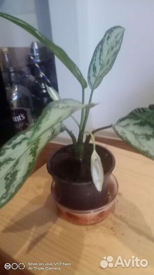 Аглаонема цветок удачи