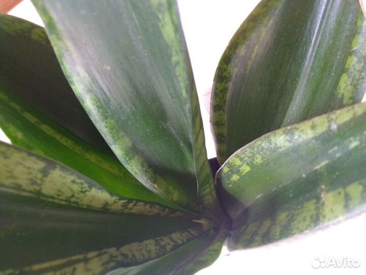 Сансевиерия