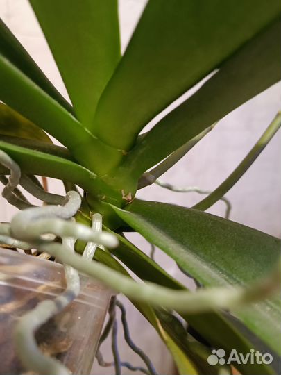 Орхидея фаленопсис