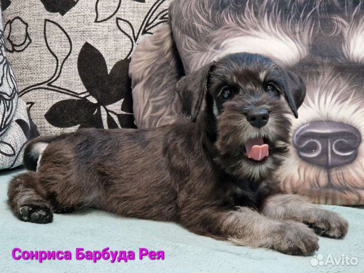 Щенки цвергшнауцера