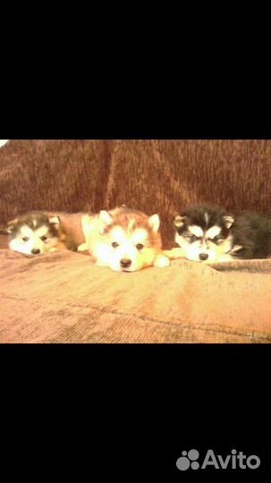 Щеночки маламута