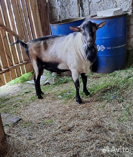 Козел альпийский