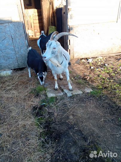 Коза дойная молочная