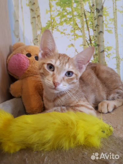 Кот в добрые руки